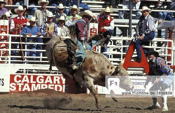 Bull Rider in Calgary Stampede  Calgary  Alberta  Kanada.