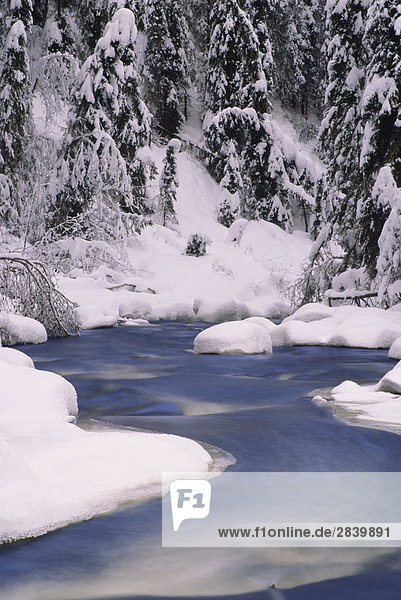 Canyon Creek Szene im Winter  Bulkley Tal  British Columbia  Kanada.