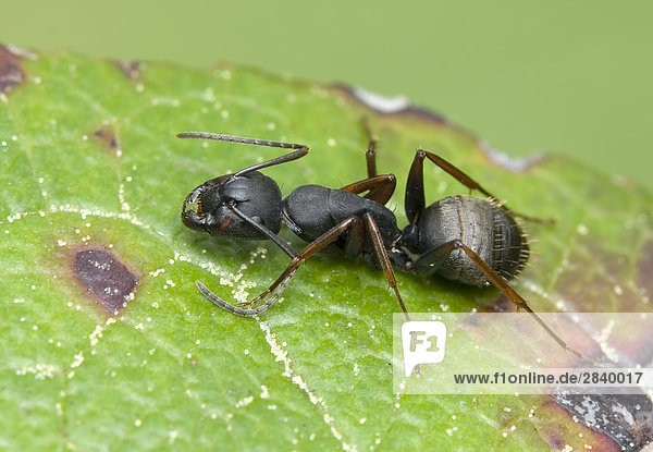 close up of Ant  Kanada.