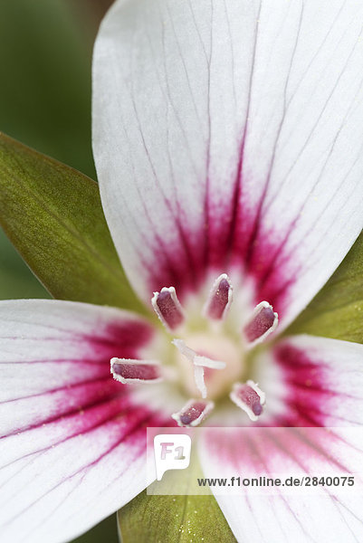 Nahaufnahme Details von einem gemalten Trillium Blossom (Trillium Undulatum) in der Laubwald von Muskoka  Ontario  Kanada.