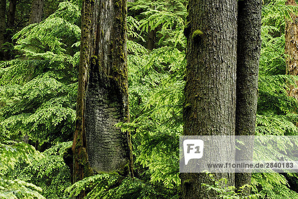 West coast forest landscape. Vancouver  British Columbia  Canada