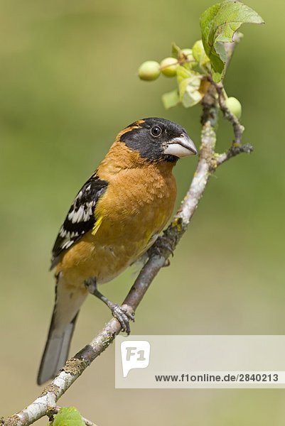Schwarzköpfiger Kernbeißer (Pheucticus Melanocephalus)  British Columbia  Kanada.