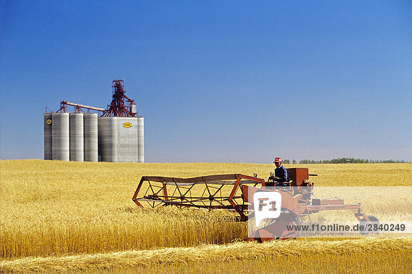 Ernte Getreideernte mit hohem Durchsatz Aufzügen im Hintergrund