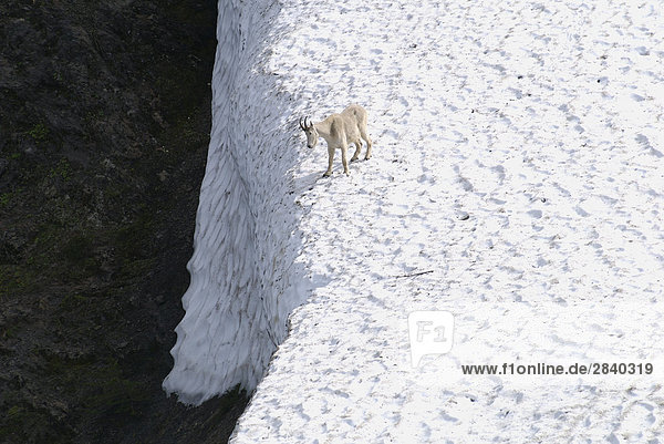 A Mountain Goat on the steep slopes in the Cascade Mountains  British Columbia  Canada.