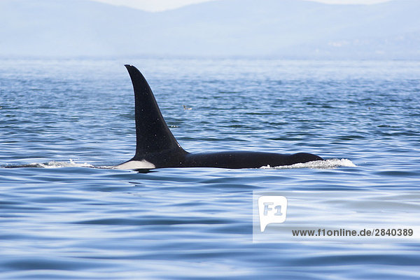 Schwertwal Orcinus orca Außenaufnahme Himmel Wasseroberfläche British Columbia Kanada auftauchen