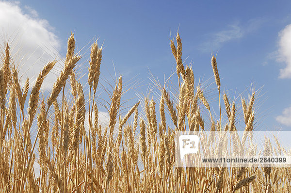 Wheat against blue sky background  Alberta  Canada.