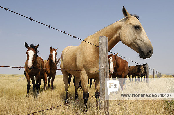 Horses along a fence line on the open grasslands of the Prairies - Southern Saskatchewan  Canada.