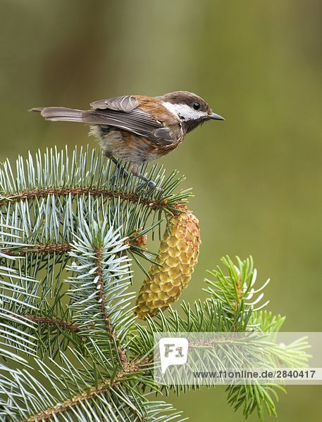 Chestnut-backed Chickadee (Poecile Rufescens)  British Columbia  Kanada.