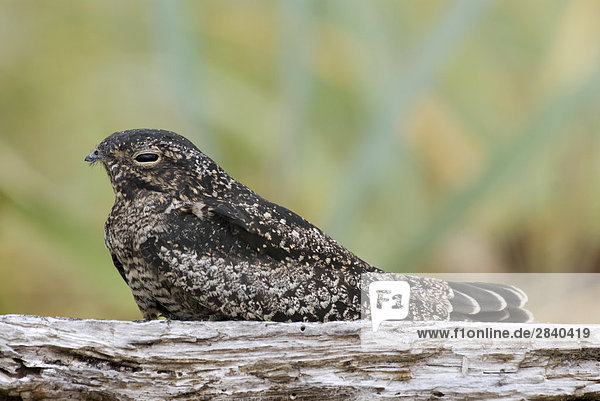 Gemeinsame Nighthawk (Chordeiles minor)  British Columbia  Kanada.