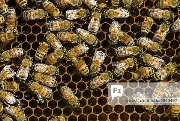 Westlichen Honigbiene (Apis Mellifera)-Arbeiter-Bienen und Brut Kammern  Sudbury  Ontario  Kanada.