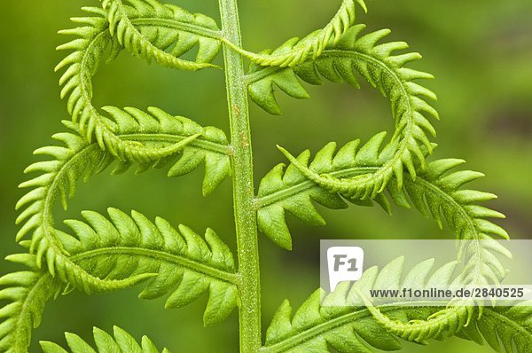 Zimt Farn (Königsfarne Cinnamomea) Detail der aufstrebenden Wedel  lebhaft  Ontario  Kanada.
