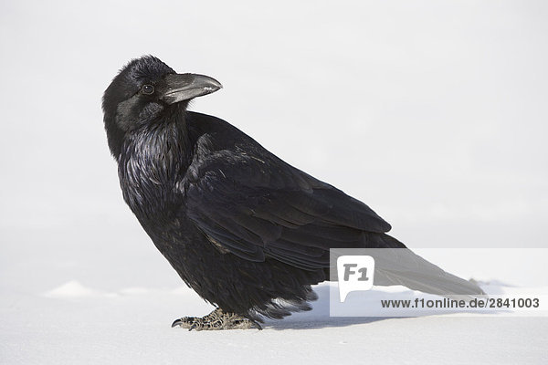 Raven (Corvus corax) at Columbia Icefields - Jasper National Park - Alberta  Canada.