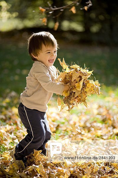22 months old eurasion boy child playing in a pile of fall autumn leaves  Montreal Quebec  Canada.