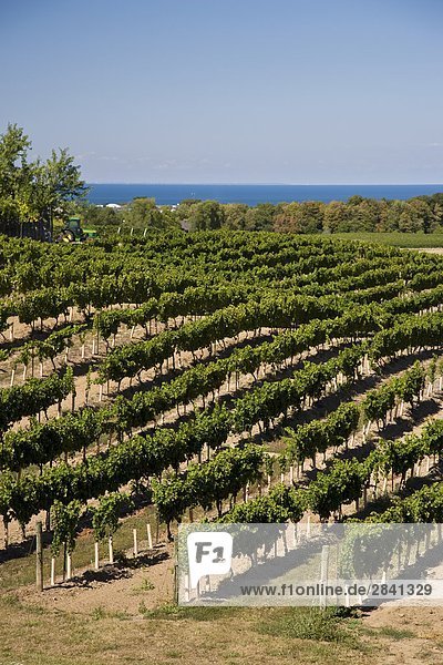 Weinberge im Osten Dell Estates Winery auf Simsbury Bank  in der Nähe von Simsbury  Ontario  Kanada