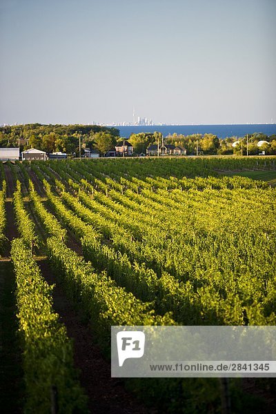 Pinot Noir Trauben wachsen auf Weinberg in Niagara-Halbinsel in der Nähe von Grimsby  Ontario  Kanada.