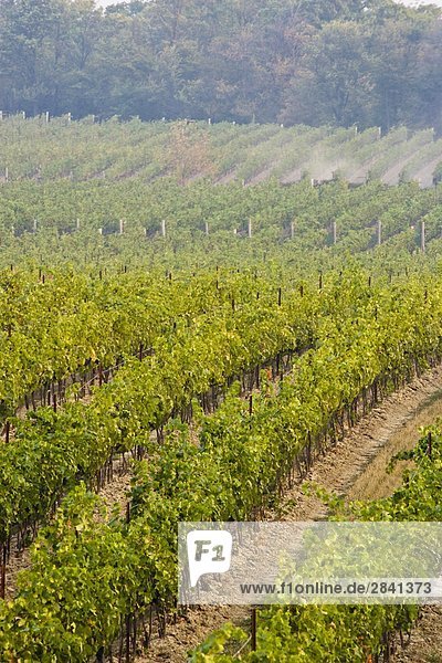 Weinberge bei flachen Felsenkeller Weingut  Jordan  Ontario  Kanada.