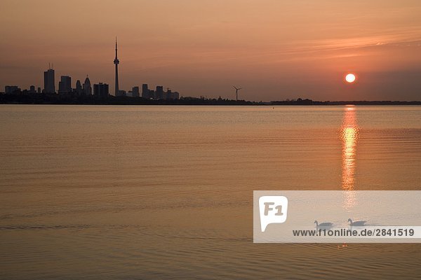 Toronto Skyline und Sunrise mit Kanadagans in Vordergrund  Toronto  Ontario  Kanada.