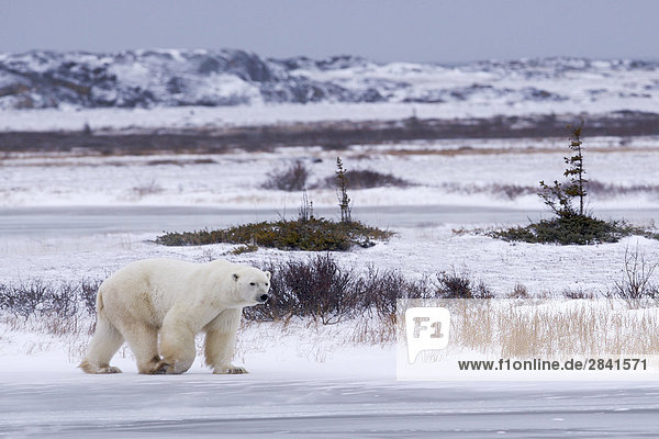 Eisbär Ursus Maritimus  in die Churchill Wildlife Management Area  Hudson Bay  Churchill  Manitoba  Kanada.