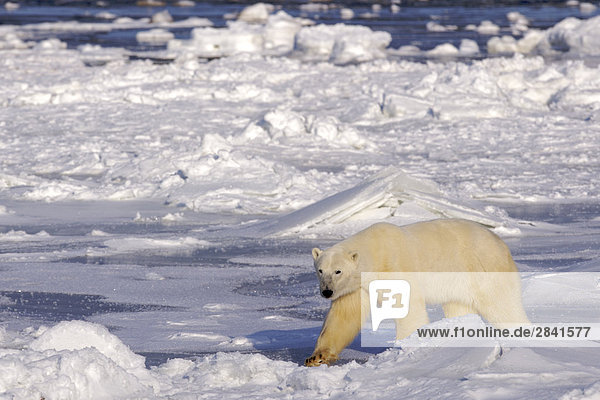 Eisbär Ursus maritimus Eis einsäumen Hudson River Bucht Kanada Manitoba