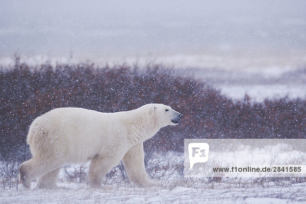 Eisbär  Ursus Maritimus  zu Fuß in der Tundra in der Nähe der Küste der Hudson Bay  Churchill  Manitoba  Kanada.