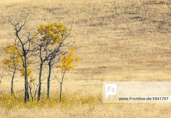 Herbstfarben und Weideland  Porcupine Hills  Alberta  Kanada.