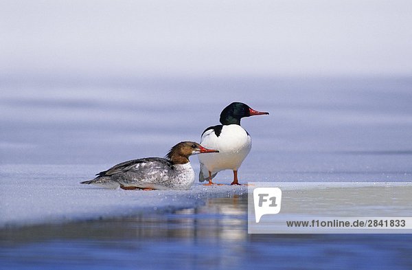 Erwachsenen männlichen und weiblichen gemeinsamen Mergansers (Mergus Merganser) auf das Eis eines tauenden Sees im frühen Frühling Migration  Prinz-Albert-Nationalpark  nördlichen Saskatchewan  Kanada