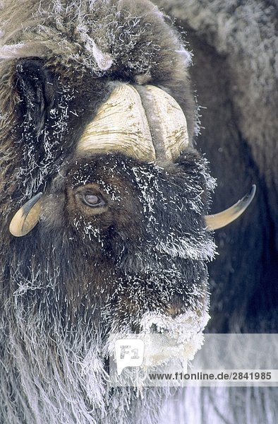 Adult Bull Moschusochse (Ovibos Moschatus) bedeckt mit Frost. Arctic Banksinsel  Nordwest-Territorien  Kanada.
