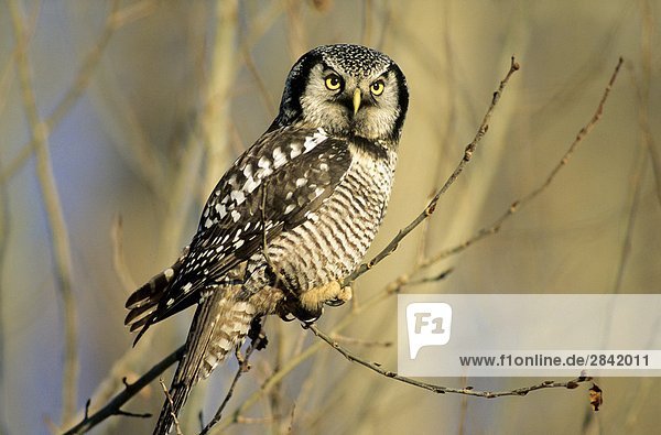 Adult nördlichen Hawk Owl (Surnia Ulula) Jagd in Winter  Nord-Alberta  Kanada