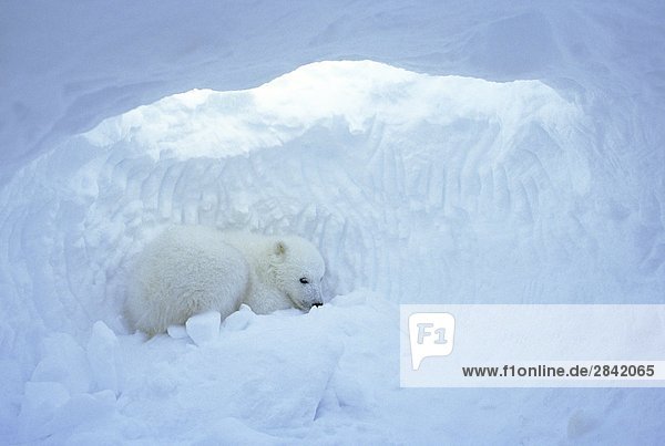 Drei Monate alten Polar Bear Cub (Ursus Maritimus) in natal Den  coastal Hudson Bay  Kanada.