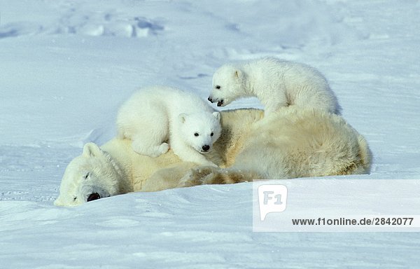 Drei Monate alten Eisbär Cubs (Ursus Maritimus) auf ihre Mutter Rücken  Arctic Canada spielen.