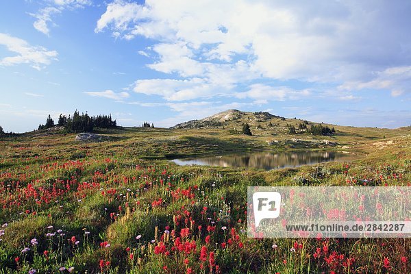 Wildflower alpine Wiesen in Pukeashun Provincial Park  Shuswap Highlands  Interior British Columbia  Kanada