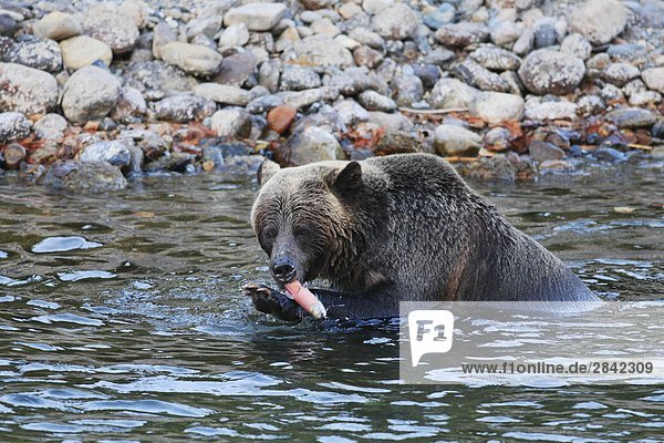 Grizzlybär Essen ein Kokanee Lachs  British Columbia  Kanada