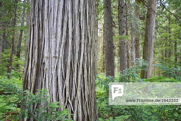 Alte Wachstum rote Zeder im interior Regenwald der die Columbia Mountains in der Nähe von Revelstoke in Glacier-Nationalpark  British Columbia  Kanada