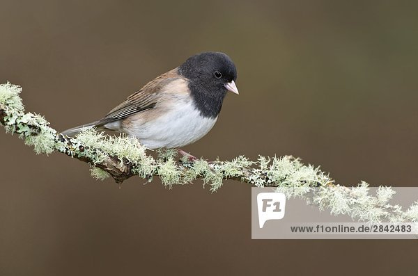 Dark-eyed Junco  Victoria  Vancouver Island  British Columbia  Kanada.
