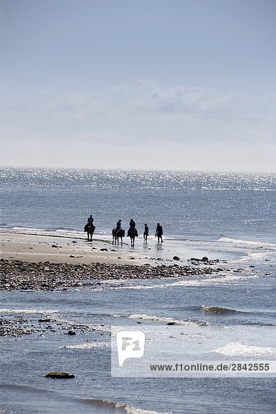 Mensch Menschen Ozean reiten - Pferd Bay of Fundy Kanada New Brunswick Neubraunschweig
