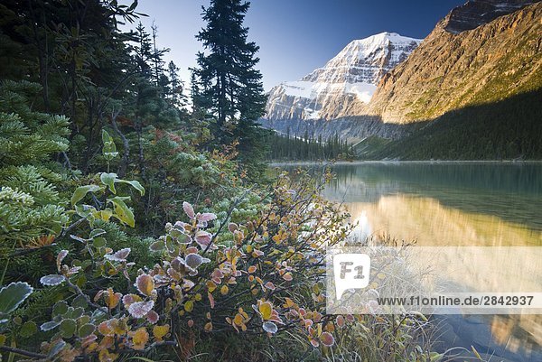 Mount Edith Cavell reflected in Cavell Lake in Jasper National Park  Alberta  Canada.