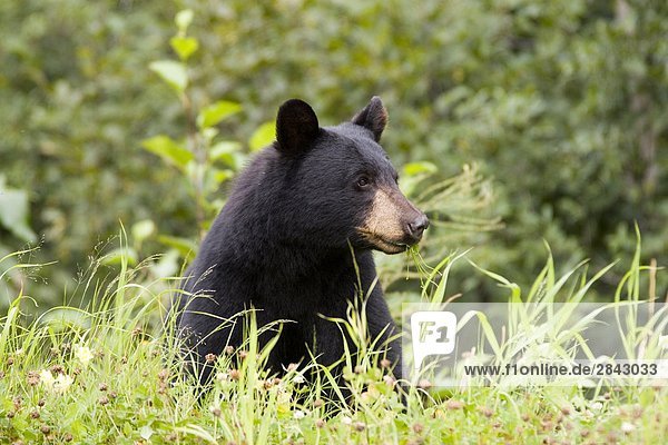 black bear (ursus americanus) eating grass near town of Stewart in northern British Columbia Canada