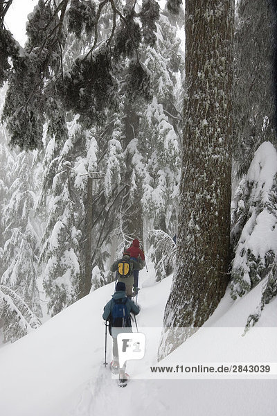 Schneeschuhwandern im Nebel abgedeckt Berg Mount Seymour provincial Park in North Vancouver British Columbia Kanada Menschen