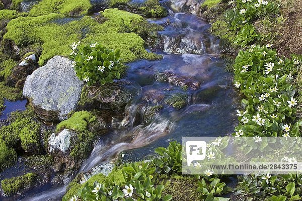 Alpine Stream mit Butterblumen (Caltha Palustris) in der Coast Mountains of British Columbia Kanada
