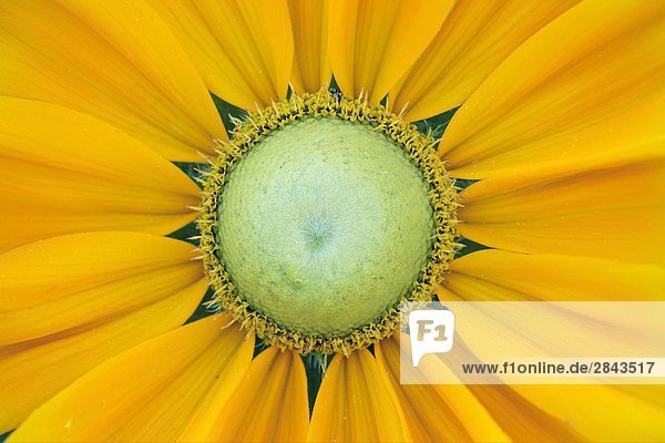 Close-up of Prairie Sunflower (Helianthus pauciflorus)  Niagara Parks Botanical Garden  Niagara Falls  Ontario  Canada
