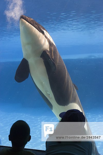 Killer Whale (Orcinus Orca) at Marineland with kids watching  Niagara Falls  Ontario  Canada