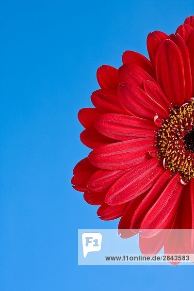Detail of half of a red Gerber Daisy with blue sky backdrop
