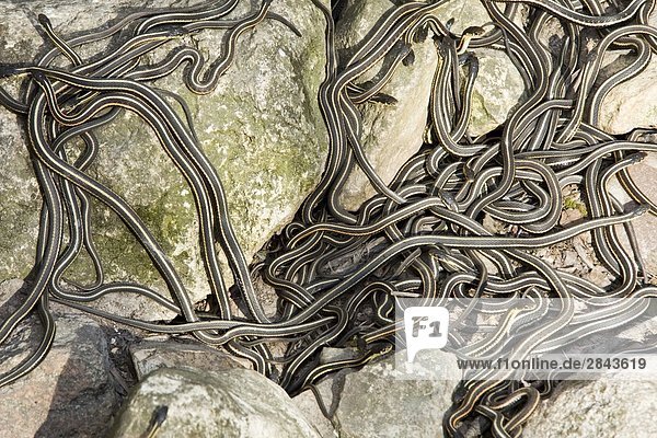 Large group of Red-sided garter snake (Thamnophis) coming out of den in spring for mating ritual at Narcisse Snake Dens in Winnipeg  Manitoba  Canada