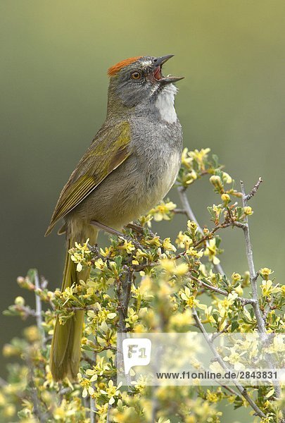 Green-tailed Towhee (Pipilo Chlorurus) singen während auf Niederlassung in Deschutes National Forest  Oregon  USA