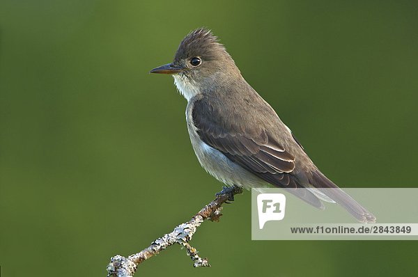Olive-seitig Fliegenschnäpper (Contopus Cooperi) thront auf Garry Eiche Zweig in Observatory Hill  Saanich  British Columbia  Kanada