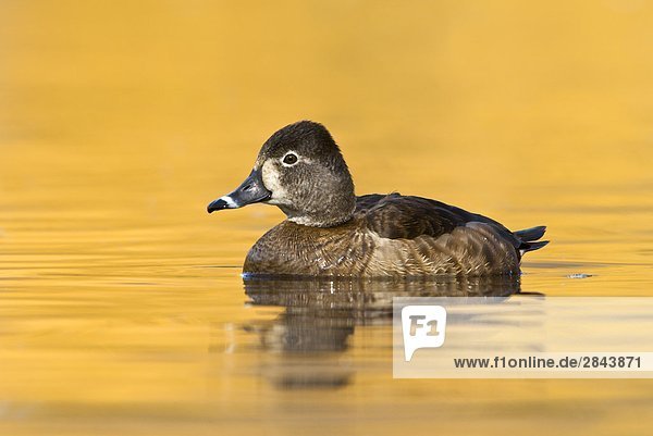 Weibliche Ringschnabelente (Aythya Collaris) am Kings Teich  Victoria  Vancouver Island  British Columbia  Kanada