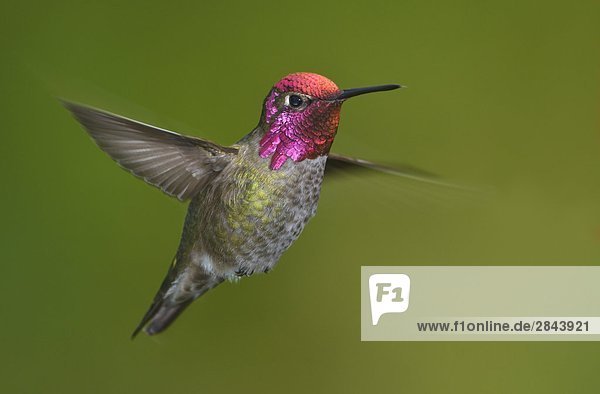 Männlich Annakolibri (Calypte Anna) im Flug in Victoria  Vancouver Island  British Columbia  Kanada