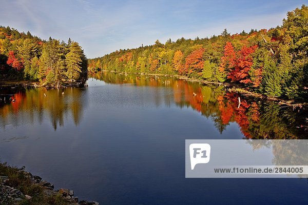 Wasser Reflexionen in Lake im Algonquin Provincial Park im Herbst  Ontario  Kanada