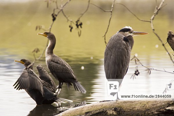 Great blue heron (Ardea herodias) resting on a log with two cormorants (Phalacrocorax auritus) behind in a lake in British Columbia  Canada