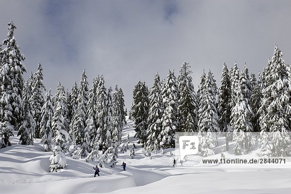 People snowshoeing on top of a mountain at Mount Seymour Provincial Park in North Vancouver  British Columbia  Canada
